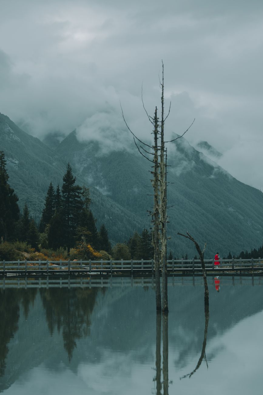 Solitary explorer standing at misty lake shoreline amidst tall pines